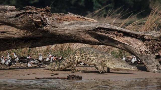 9岁男童河边戏水，突遭鳄鱼拖入水中撕咬致死