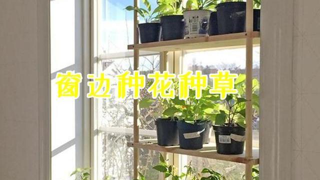 窗边也能用来种花，夏天庇荫刚刚好，家里没有院子的建议参考