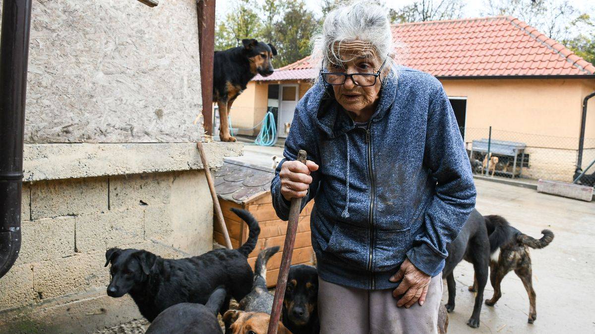 71岁老人收养162只流浪猫狗 用退休金为它们建了一个家