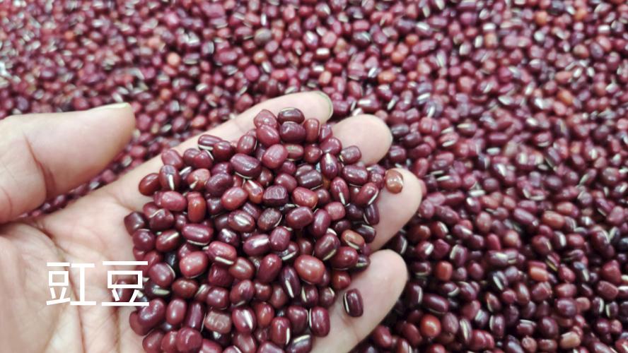 发的豆芽变绿是什么原因引起的？变绿的豆芽还能吃吗？如何预防？