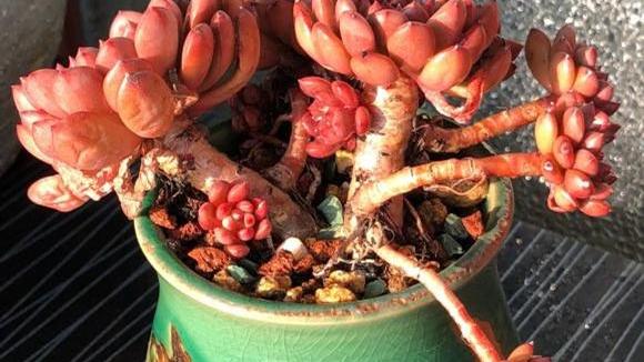 阳台上养护的红宝石能养出通红的颜色吗？能！做好3点尝试一下