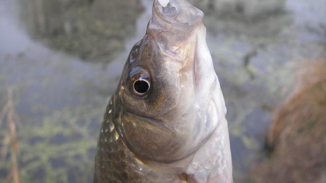 |小满过后鱼情有变？这套“黄金钓法”要牢记，学会了怎么钓都爆护