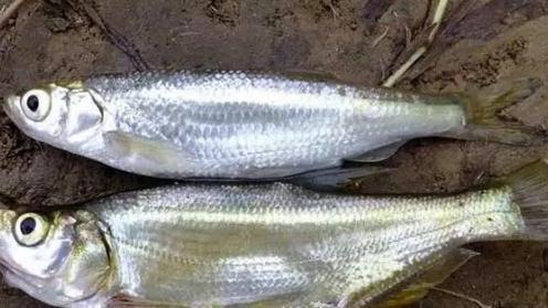 鳑鲏|农村4种恶贯满盈的“小杂鱼”，却有人高价购买，只因价值都不小
