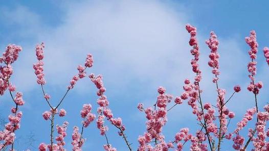|江苏3月份值得游玩的4个地方，春暖花开，真的太美了