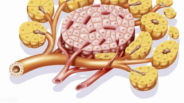 胰岛素抵抗|为什么糖友要素食为主？研究证明促进新陈代谢、改善胰岛素抵抗