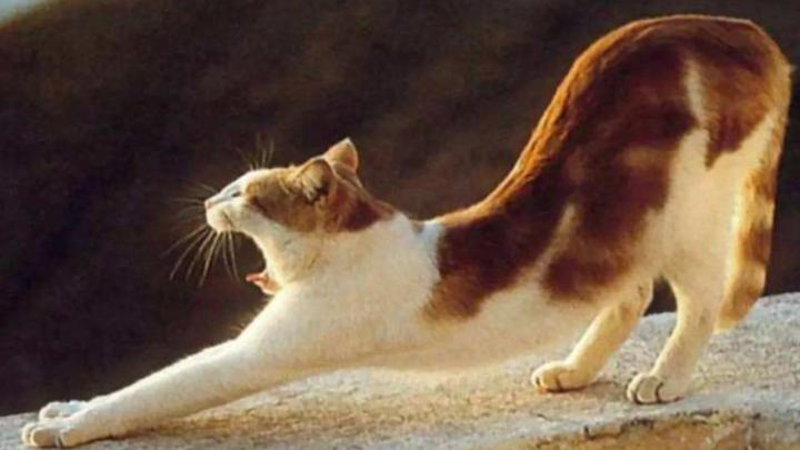 八段锦|锻炼脊柱，要学习动物的本能，八段锦五禽戏把秘密都讲透了