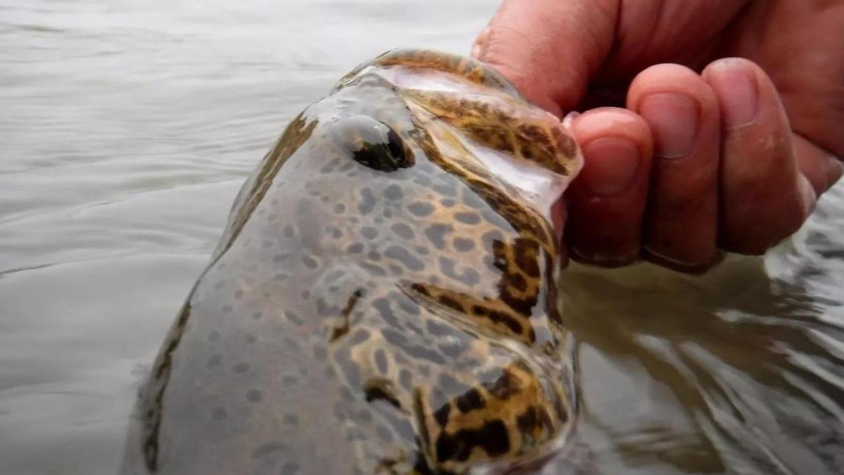 |钓鱼的3层境界，大部分钓友夹在1层2层之间，第3层你见过吗？