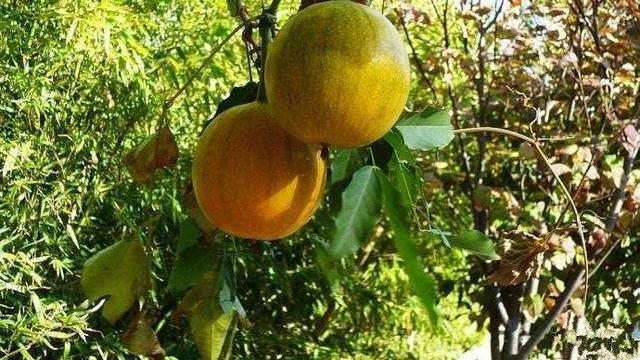 艾灸|这种真正的“抗癌瓜”， 全身都是宝， 从根到了果都能供药用