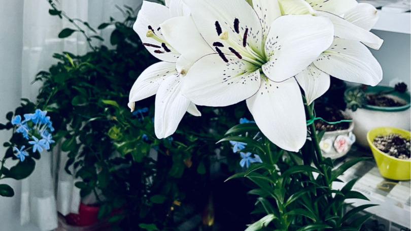 老话说“香花卧室不养人”，这句话不能不信，太有依据