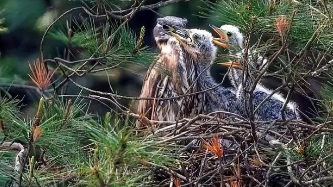 海南|罕见海南鳽现身江西！全球仅1000只，为何钓鱼人对它威胁最大？