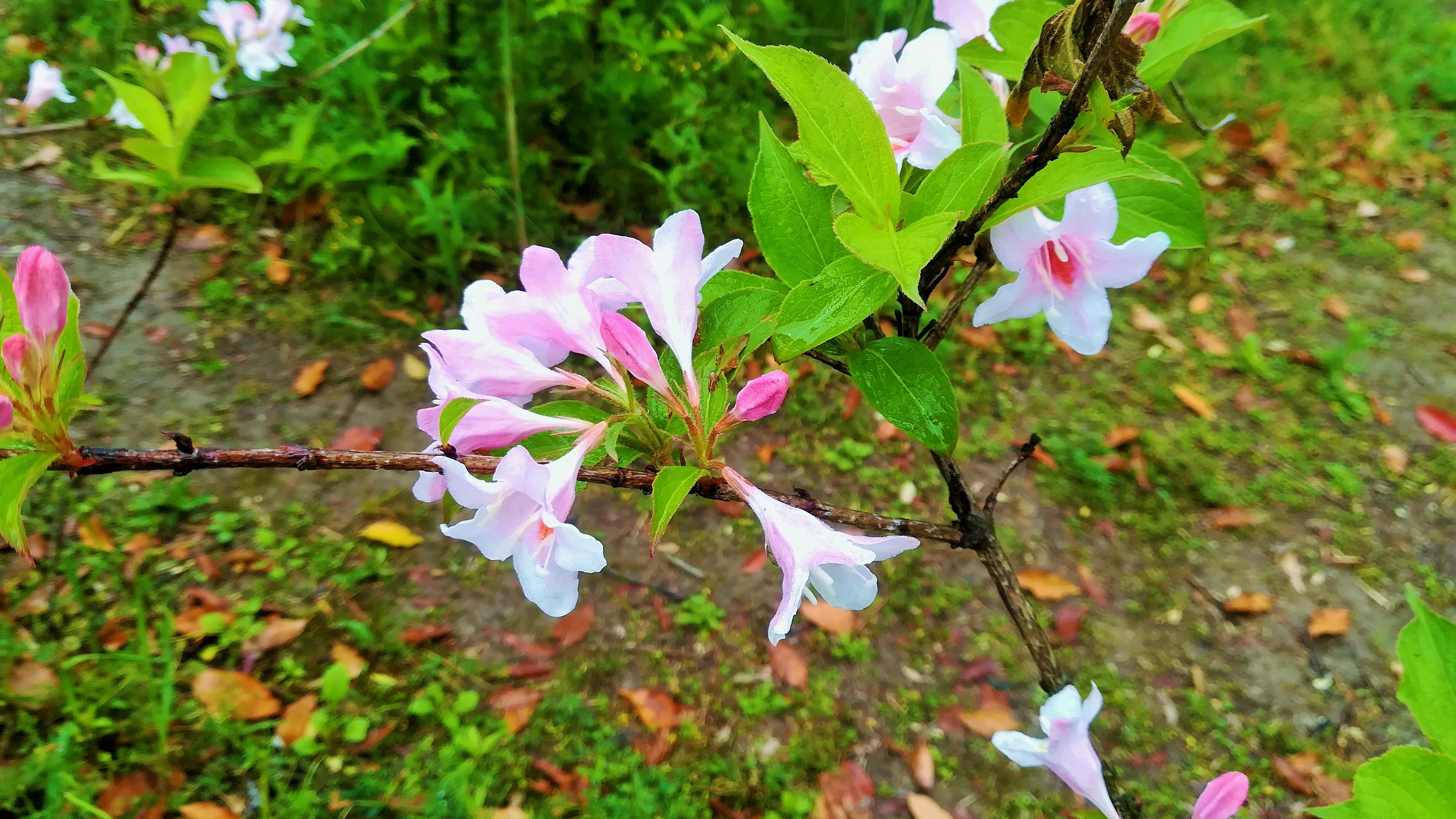 苏州|苏州之春 - 尹山湖畔的锦带花