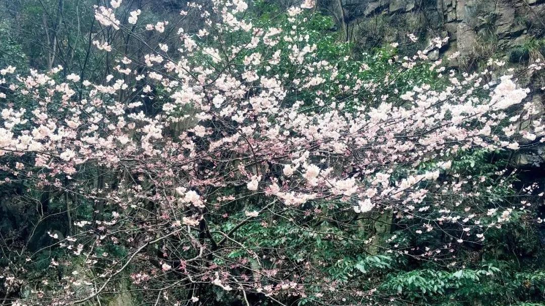 高地|春暖花开，我们一起走进龙津溪地，赏花玩水及感受那浪漫的春天