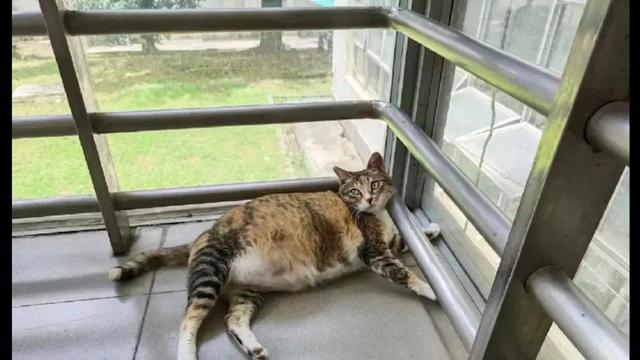 纸条上写着猫咪在减肥请勿投食，猫咪一脸不满的表情：继续喂啊！
