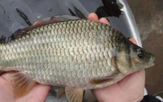玉米面|立春后，还在费钱买商品饵？赶紧试试这特效鲫鱼饵，一般人不晓得