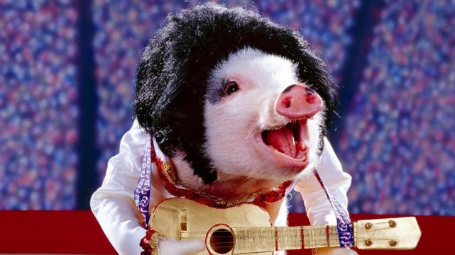 裤装|属猪人在职场摸爬滚打，经过多年拼搏和历练，终于得到蜕变