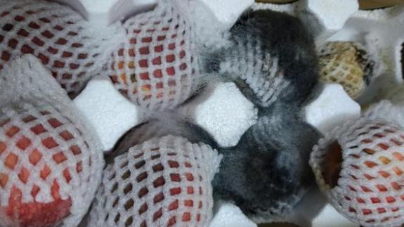 |俞敏洪刚说直播走红一时热闹, 东方甄选黑料来了: 桃子发霉定价过高