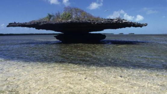 高峰|龟岛阿尔达布拉，距维多利亚港约1000公里，是全世界最大的龟岛