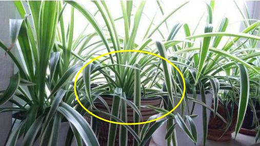 这4种富贵植物万万要放家里，有钱人早知道，预示越住越有钱