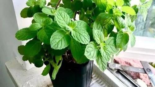 再穷也要在卫生间里养一盆“它”，角落里的臭气、潮气都给吸干净