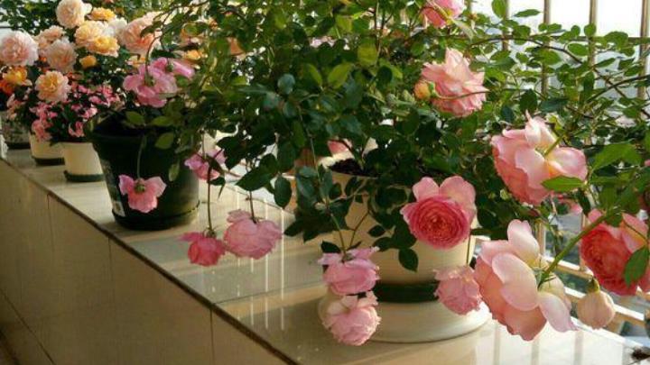 卧室养花有讲究，4种被拉入“黑名单”的花，再喜欢也别养在家里