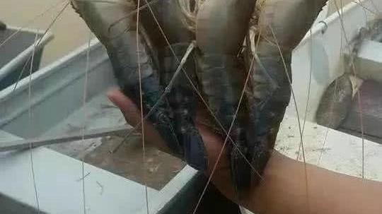 湄公河|湄公河巨虾真来了，并在浙江河道里繁殖产卵，当地人：一肚几千颗籽