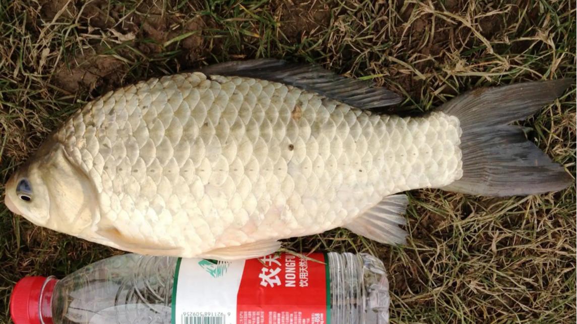 |初夏时节如何钓大鱼？教你“4招”，个个都是“爆护”关键点