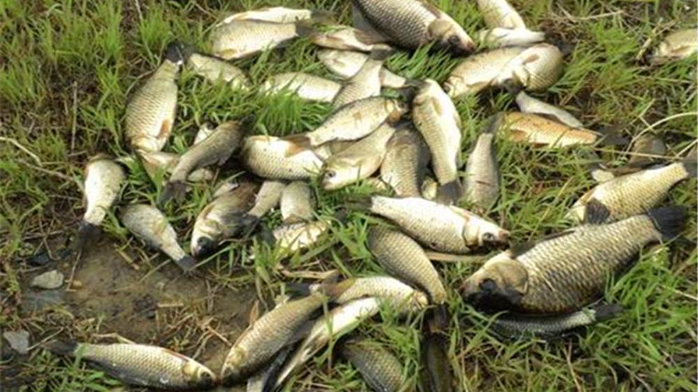 饵料|春季钓鱼，鱼情虽好但变数多，技巧有5乱，掌握规律怎么钓都爆护