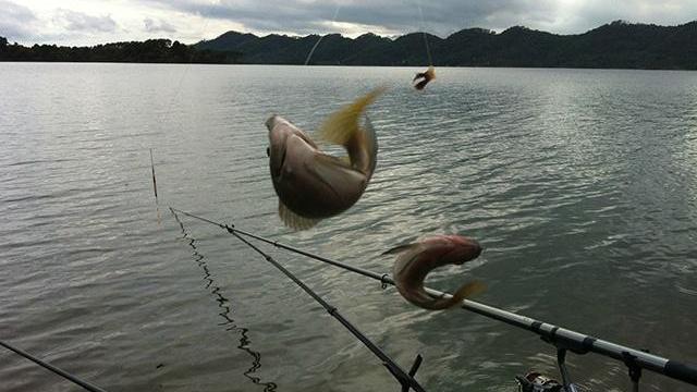 |早春钓鱼打窝要谨慎，这4种打窝方式最有效，鲫鲫也能连竿上