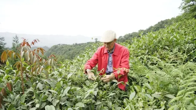 《蒙山茶乡诗文集》成都发布签售会将于16日在茶文化公园举行