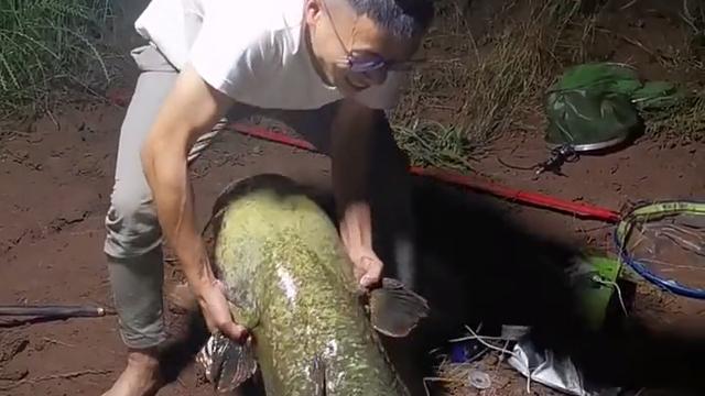 西江|西江80斤鲶鱼王被人钓起！几乎与人等高，网友：应该放生