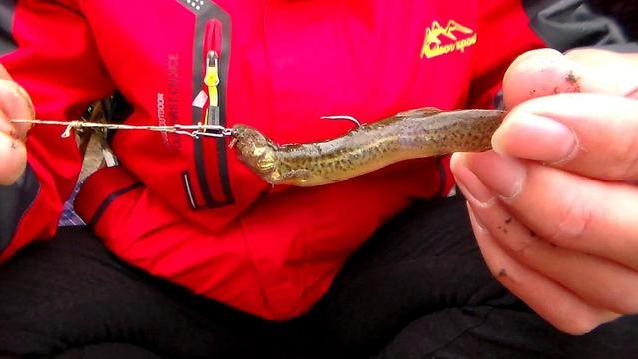 湖北|湖北“泥鳅党”被抓，现场查获15斤红尾鱼，网友：泥鳅钓鱼太凶了