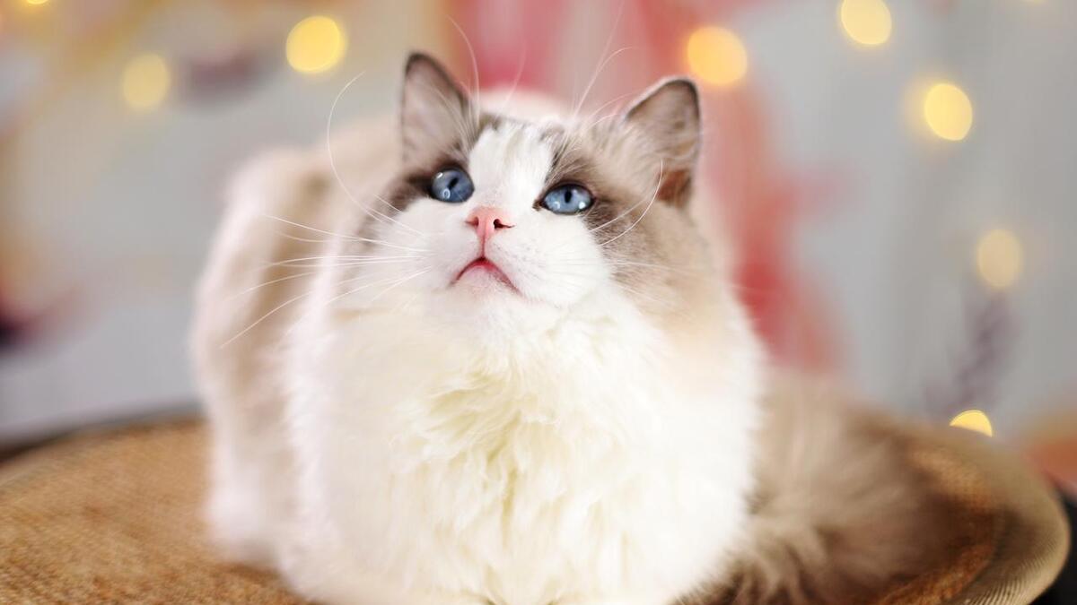 为什么猫咪会发出不同类型的喉音？