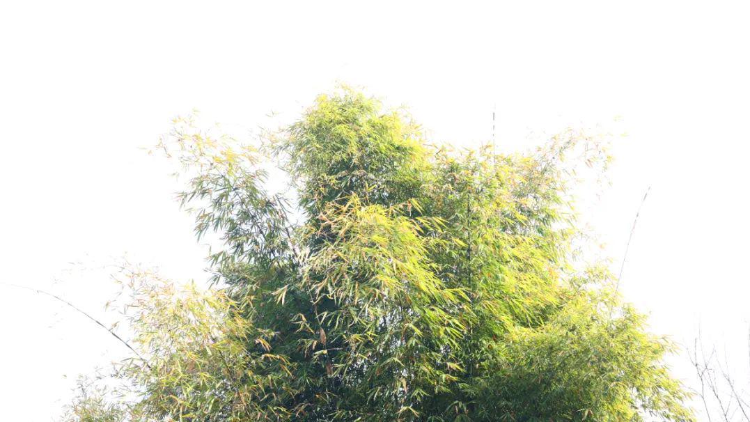 高温暑热怎么破？一个奇效良方，不仅清暑益气，还有抗疲劳的妙用