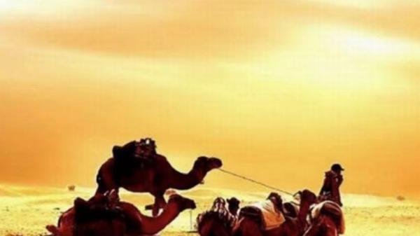 "萨库拉与花园外的千层楼, 宽容与自然, 共存的古老故事"