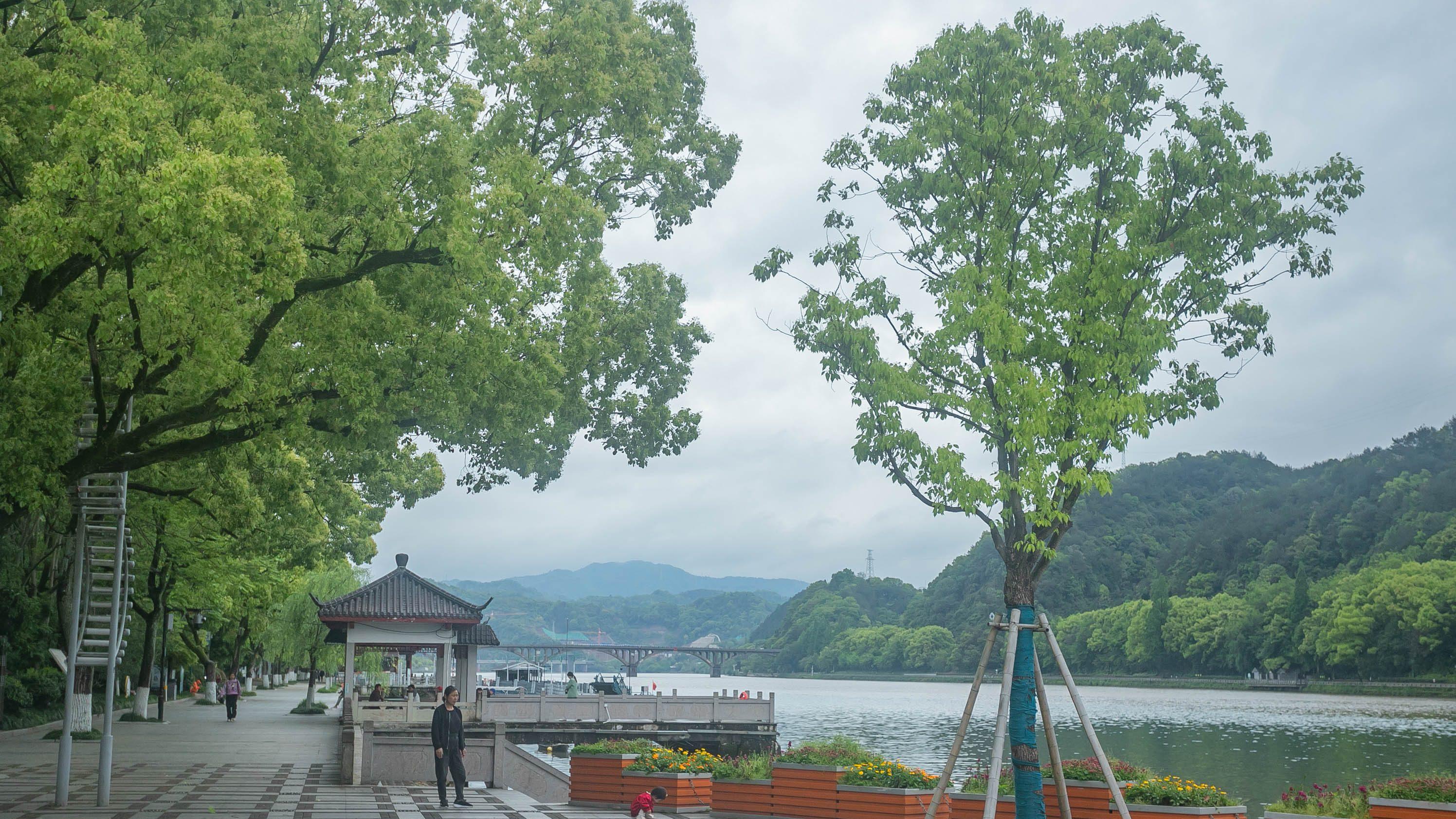 探访建德千里岗茶叶，茶园规模大采茶很壮观，风景秀丽游客却不多