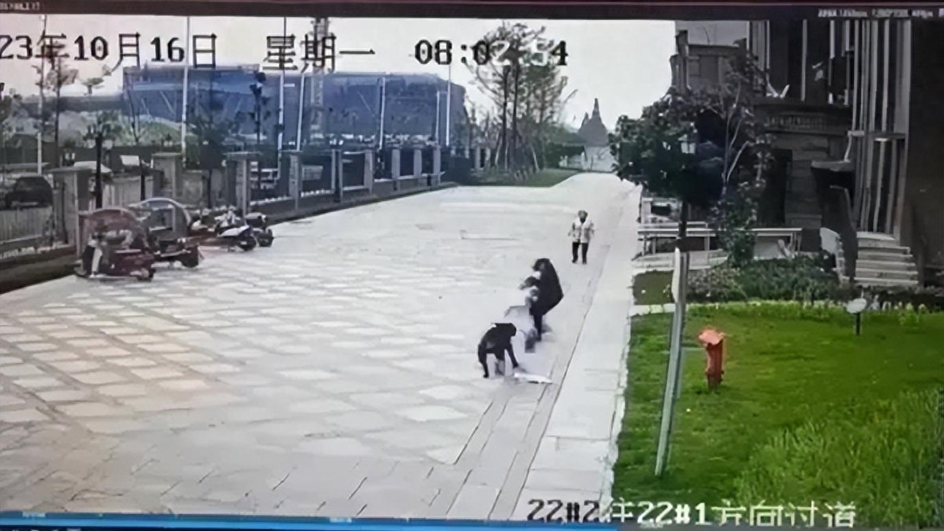 建议成都举办狗肉节，把流浪狗端上餐桌