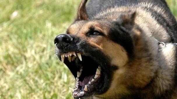 恶犬未牵绳咬死男童！女子还叫嚣：三万买够买你儿子的命了！
