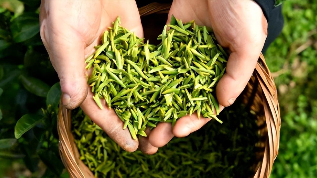 千年古县的名茶：龙井虽然好，不如乌牛早