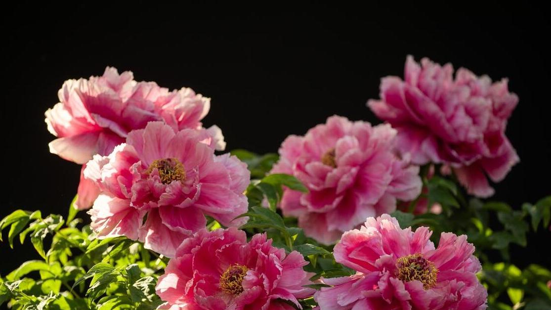 未来8周内，这3大生肖将获得聚宝盆之恩，钱财不断涌入