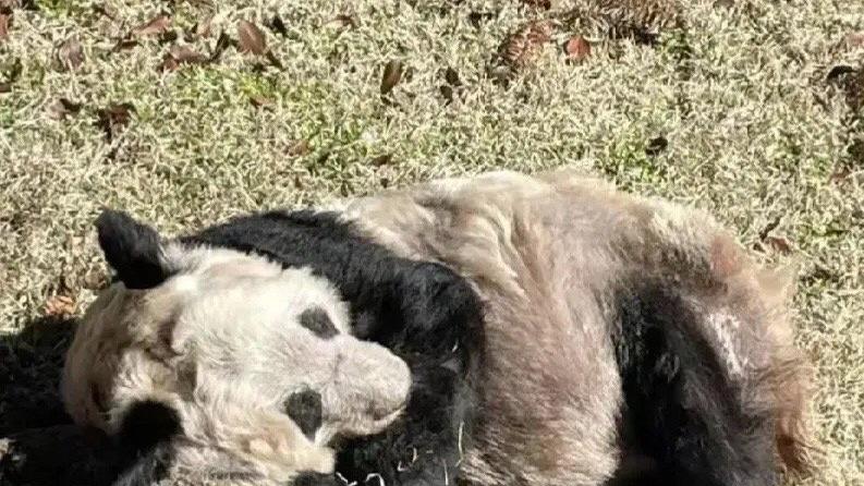 美国动物园真是吃相难看还想得美，都祸害一对中国熊猫了，竟然还想租借新的！！