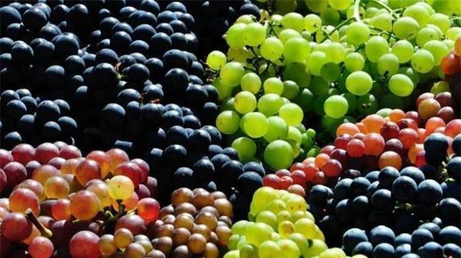 葡萄含糖量高吗？减脂期吃葡萄会不会长胖？吃葡萄有什么好处？