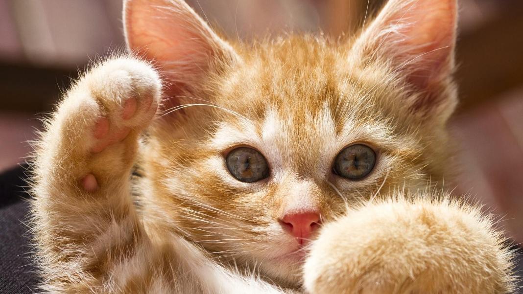 猫咪这样做，是在给你做最后的告别