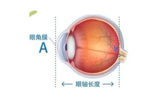 为什么要进行每年两次的视力检测？