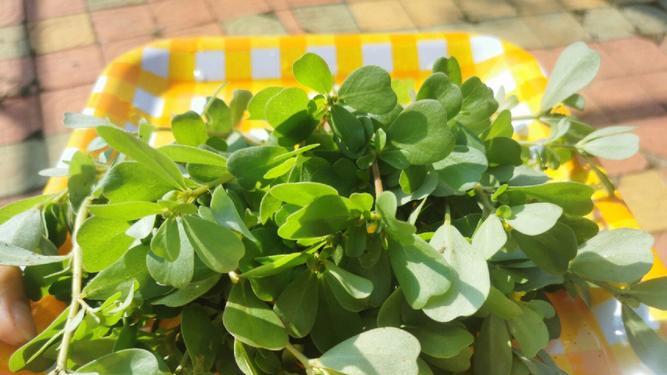 健康饮食新思路：马齿苋藜麦全麦面包