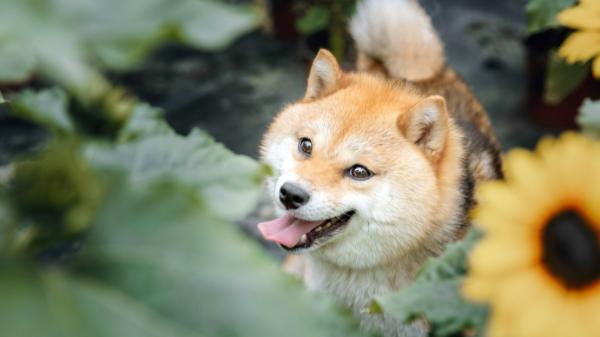 柴犬搞笑行为大揭秘，看完笑到肚子疼，合不拢嘴