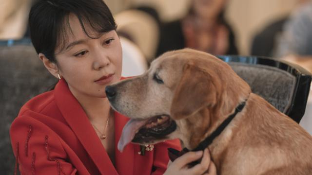 《再见，李可乐》备受称赞，演员表演水平非常强，萌宠更是触动了大众的泪点