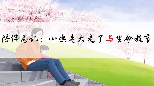 陪伴周记： 小鸡老大走了与生命教育