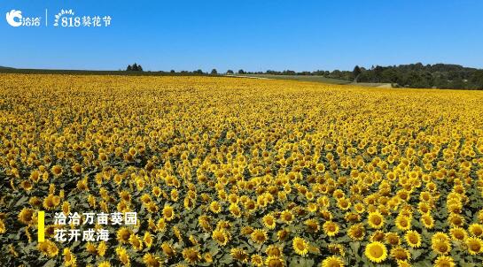 一颗葵花籽里的团圆味道