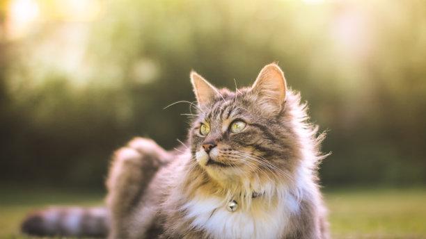 猫咪的情绪表达：理解猫咪的身体语言和情绪信号