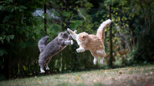 爱宠之初，是因为它的可爱外貌吗？